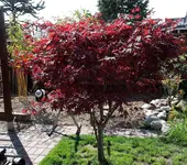 20190419_152552.webp