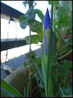 c004.webp