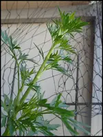 c009.webp