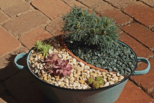 Hexenb_Green Twister_Semps_Anngorite_AndinnPurpur_Litschi_vlnr_700.webp
