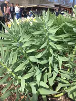 2019-04-21 Titisee1.webp