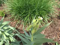 2019-04-21 Titisee2 Blüte.JPG