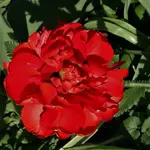 2019blmn29.webp