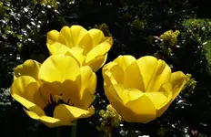 2019blmn33.webp