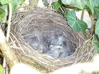 DSC00195.webp