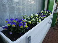 DSC00201.webp