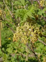 P1120387rote Johannisbeere.webp
