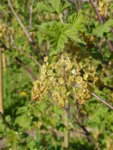 P1120387rote Johannisbeere.JPG