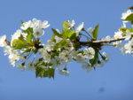P1120391Kirsche.JPG