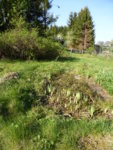 P1120393Teich.JPG