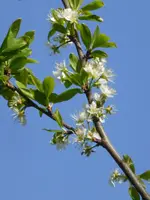 P1120398Mirabellenblüte.webp