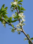 P1120398Mirabellenblüte.JPG