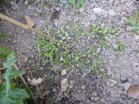 P1120403Austrieb Ringelblumen.webp