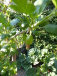 P1120405Stachelbeere.JPG