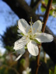 P1120414Zwetschgenblüte.JPG