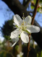 P1120414Zwetschgenblüte.webp