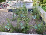 P1120416Brokkoli im Eibenschatten.JPG