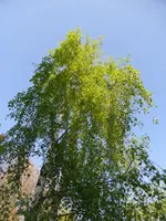 P1120417Birke.webp