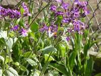 P1120420Aurorafalter.webp