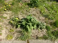 P1120426Muskatellersalbei.webp