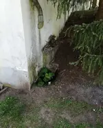 echter_Wasabi_01.webp