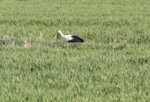 storch_wiese.jpg