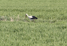 storch_wiese.webp