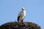 storch_nest1.jpg