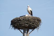 storch_nest2.webp