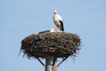 storch_nest2.jpg