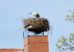 storch_nest3.jpg