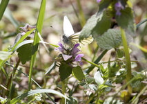 schmetterling.webp