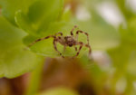 spinne.jpg