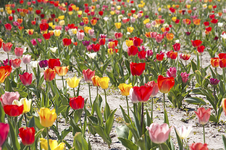 tulpen.webp