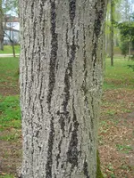 DSCN8127.webp