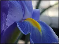 c016.webp