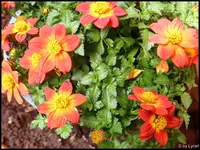 c022.webp