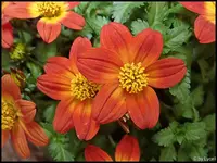 c023.webp