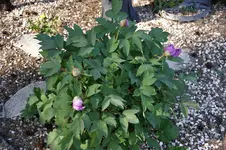 DSC07606.webp