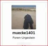 mücke.webp