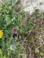 Hummel.webp