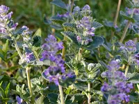 image015.jpg