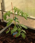 Cocktail-Tomate_Piccolino_700.JPG