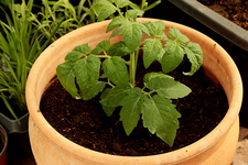 Cocktail-Tomate_Sunnyboy_700.JPG