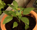 Topf-Paprika_Mohawk_700.JPG