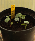 Kapu-Kresse_Black Velvet_700.webp