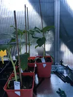2019-04-24 Ananaskirschen umgepflanzt.webp