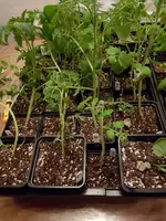 20190424_215941.webp
