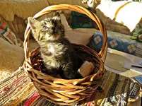 IMG_2659 v (2).webp