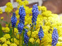 image003.webp